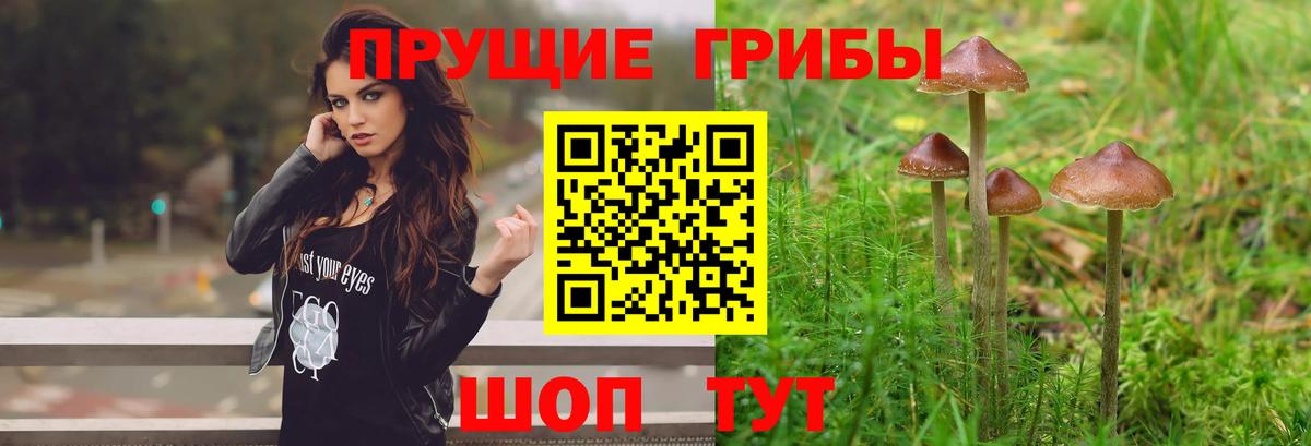 магазин    Псилоцибиновые грибы Psilocybine cubensis  Вход с VPN  Пушкино  Псилоцибиновые грибы мицелий 